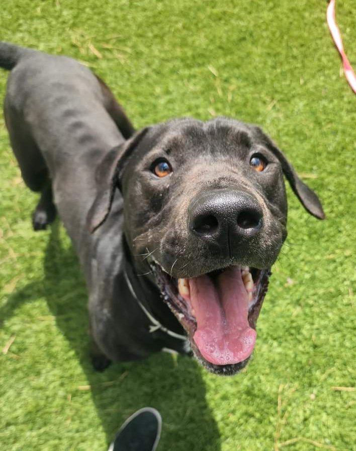 Ivdiy2014's tweet photo. 📣🆘This is Loki, he's a cute lab mix w/short legs. Left at Downey ACC as an owner surrender due to new baby. Now URGENT ⏰ He looks a bit on the skinny side, so I guess they had no time to feed him? #A5530637 #Adopt Loki. #foster #rescue #Downey #socal #adoptLA https://t.co/LKBqveuEJY