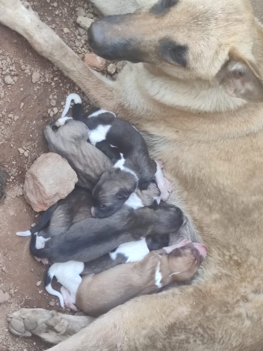 Poor birth control by GHMC LEADING TO INCREASE IN STREET DOGS.@GadwalvijayaTRS,<a href="/CommissionrGHMC/">Commissioner GHMC</a>,<a href="/GHMCOnline/">GHMC</a>,<a href="/KTRBRS/">KTR</a> ,@yellowsyndicate,<a href="/Zeuslens1/">TheZeus</a>,<a href="/PetaIndia/">PETA India</a>,<a href="/bluecrosshyd/">Blue Cross Hyderabad</a>