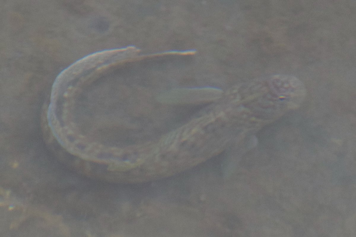 SahirDoshi's tweet image. iNaturalist angler says it's a rockskipper of genus Istiblennius, in the family/order of (combtooth) blennies. 

But a (reliable) WhatsApp says it's a goby, likely genus Bathygobius, maybe cheek-scaled frillgoby. 

Trying to at least get it to blenny or goby! Please #FishID i beg