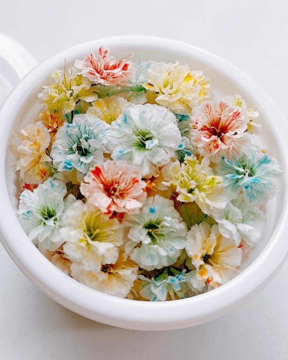 yuzuta_34's tweet photo. 着色かすみ草のドライフラワー🌼*･
メルカリにて販売してます(❁ᴗ͈ˬᴗ͈)
良かったら覗いて見て下さい💓

 #ドライフラワー
 #ドライフラワーかすみ草
 #着色かすみ草
 #かすみ草
 #ハンドメイド好きさんと繋がりたい
 #ハンドメイド
  #ゆずぅた https://t.co/zACyRN2i04