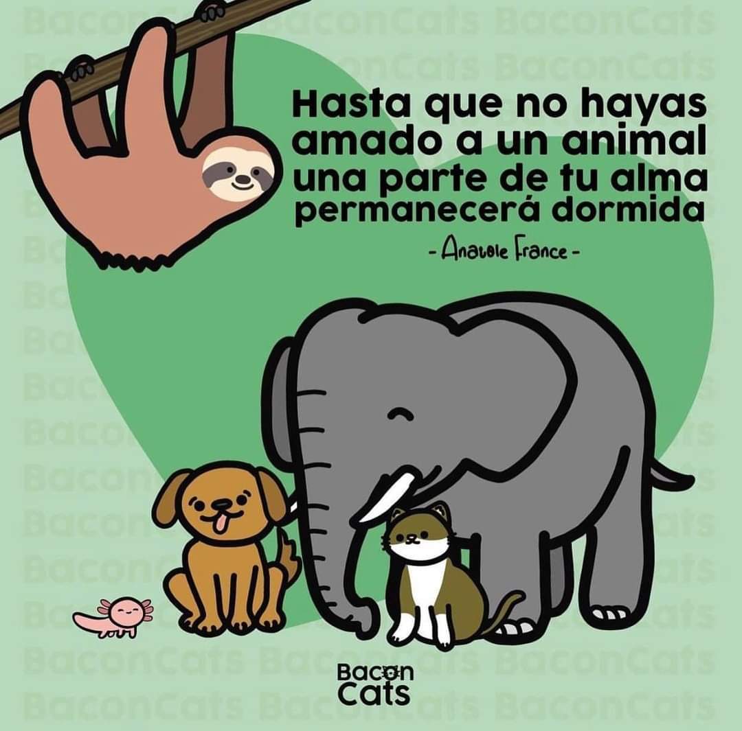 Mentes Brillantes (@marisol27960701) on Twitter photo 