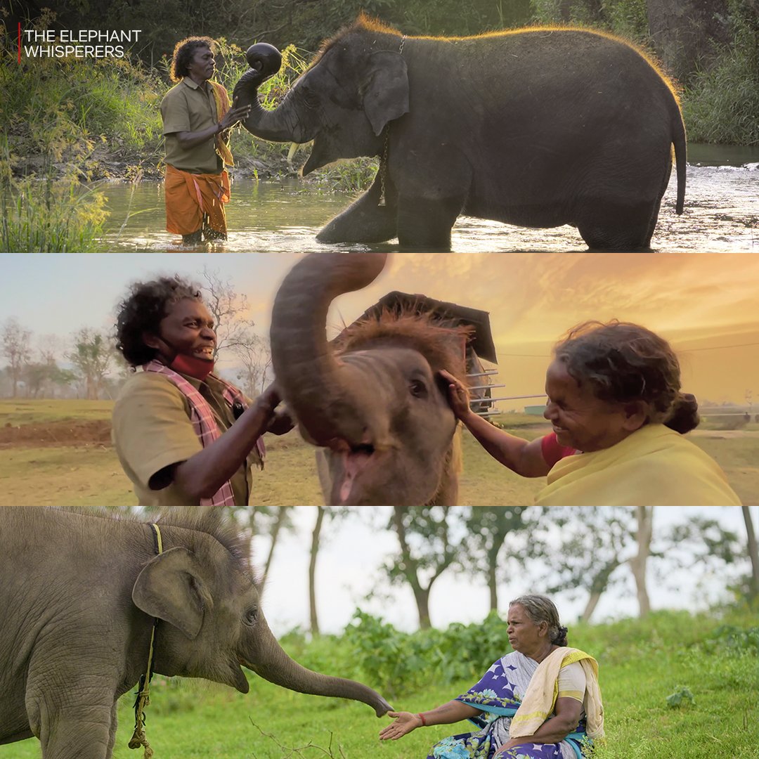 The best documentary short film @TheAcademy congratulations team @ElephantWhisp3r 🤩💐💐💐