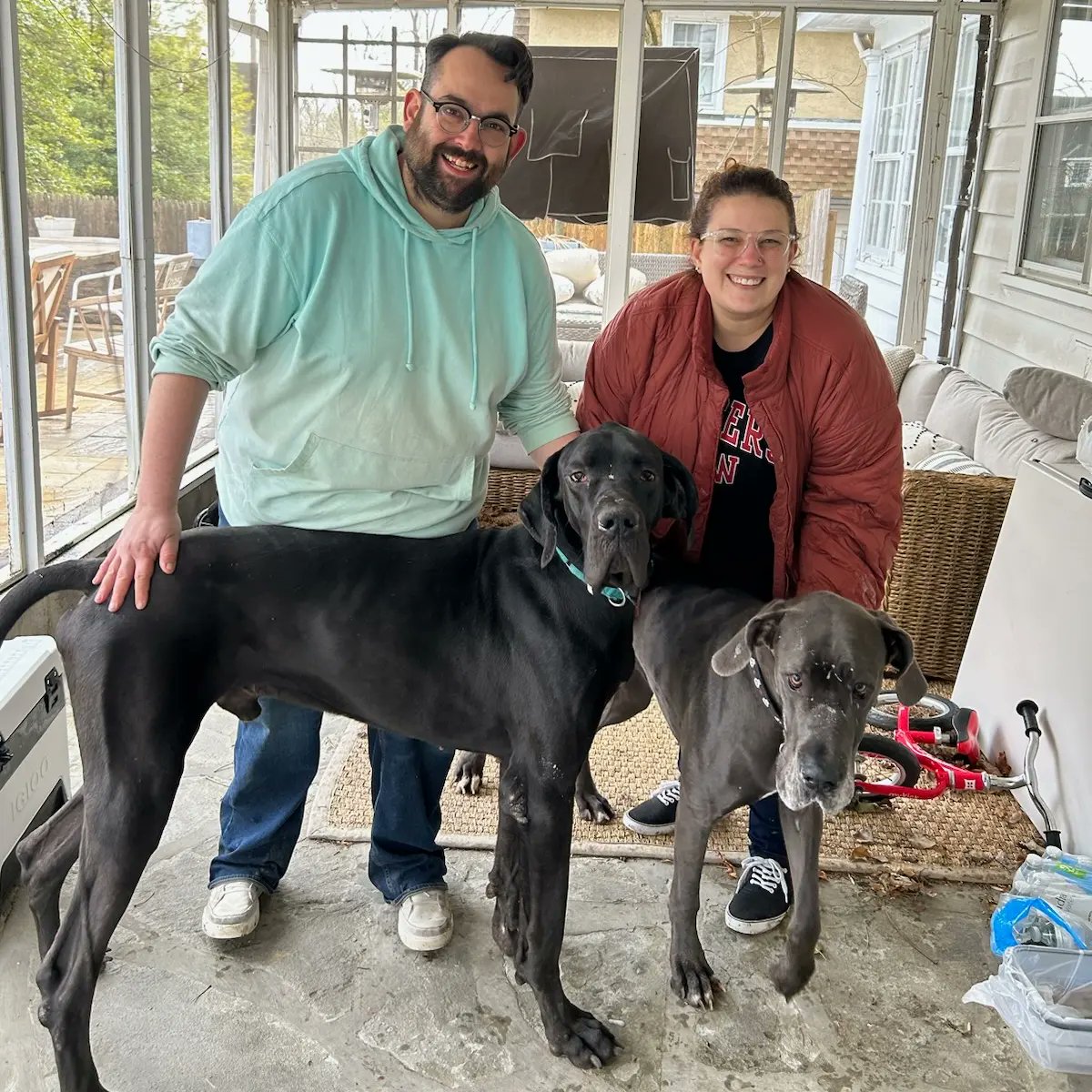 We did a thing this weekend! Meet Gatsby our newest furchild! He makes Blueberry look like a total runt 😂 He might be the largest #GreatDane I've ever met, & certainly the largest we've had. But he has a heart just as big, and Blueberry is THRILLED!