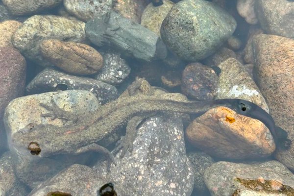 BowerEnola's tweet photo. Rare amphibian rescued, released in Qingtian county https://t.co/YSUc0jxYTJ