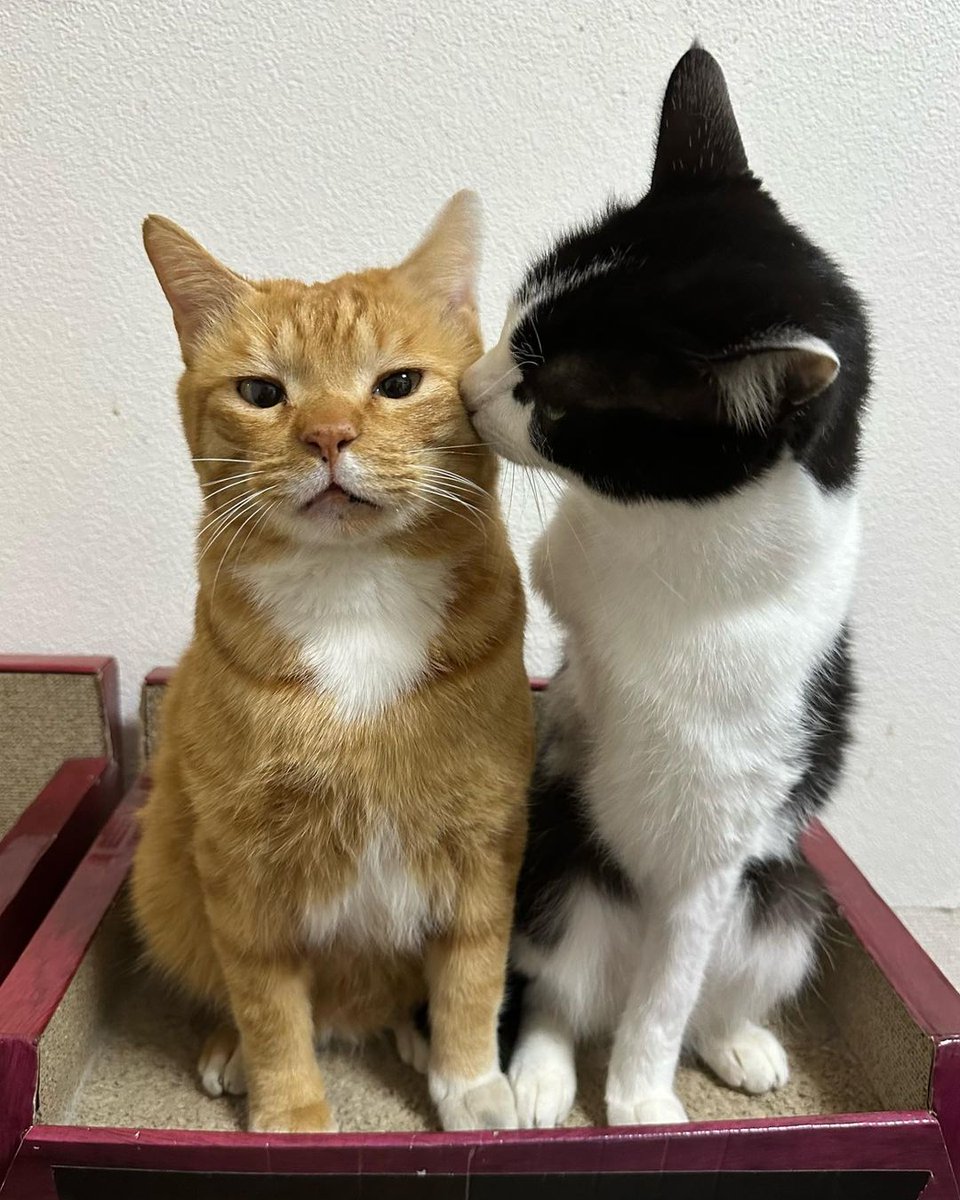 Catloverig's tweet photo. #CatholicTeachers #Catchers #cat #Caturday #Catfish https://t.co/BkfYY52JVR