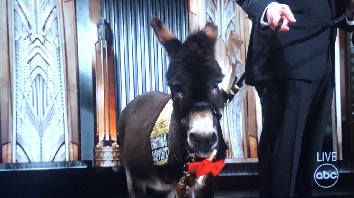 gpirnia's tweet photo. Find someone who looks at you the way Colin Farrell looks at Jenny the donkey. #Oscars #AcademyAwards https://t.co/6iQbhcPzd5