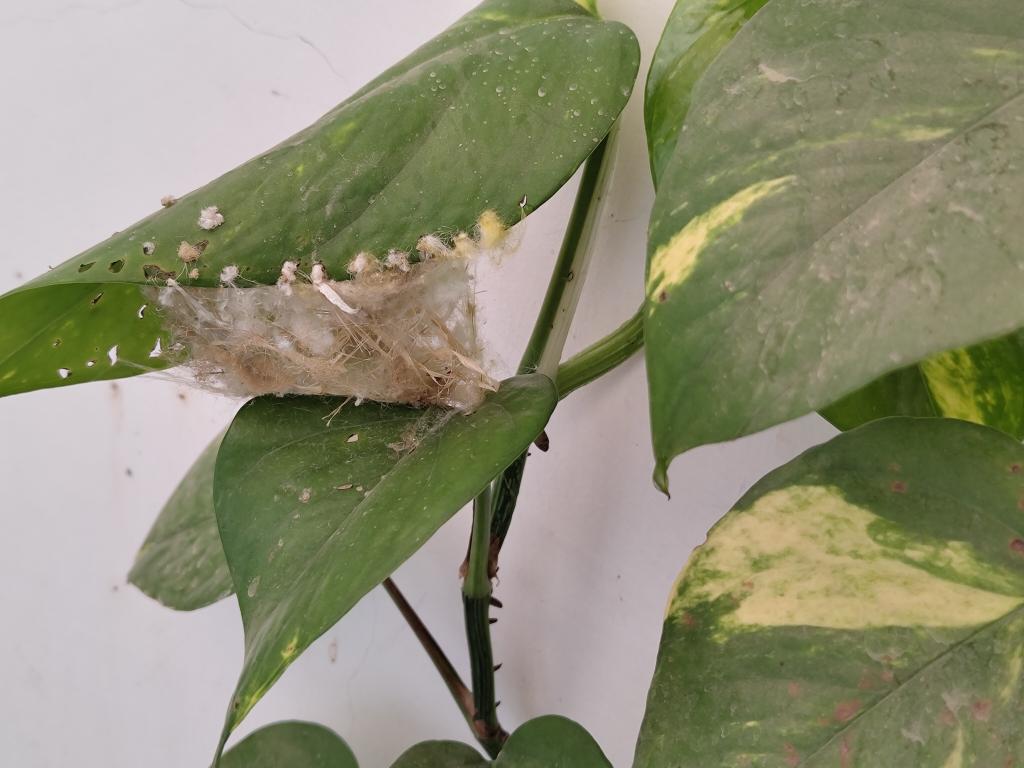 Nest of a humming bird on moneyplant