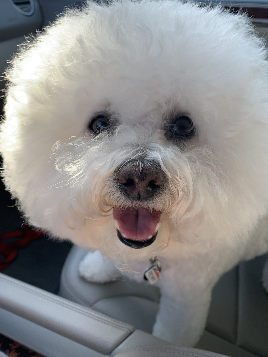 EvictAtty's tweet photo. @doodlemom1031 @WB6DYN Yum!!

HuPop hates odor scents (he’s a bad dog) so I don’t get sheets in my dryer.

#SensoryOverload he calls it.
#HuMom say he’s just weird.
I ❤️❤️him. #PackLeader https://t.co/CpIsMZErCa