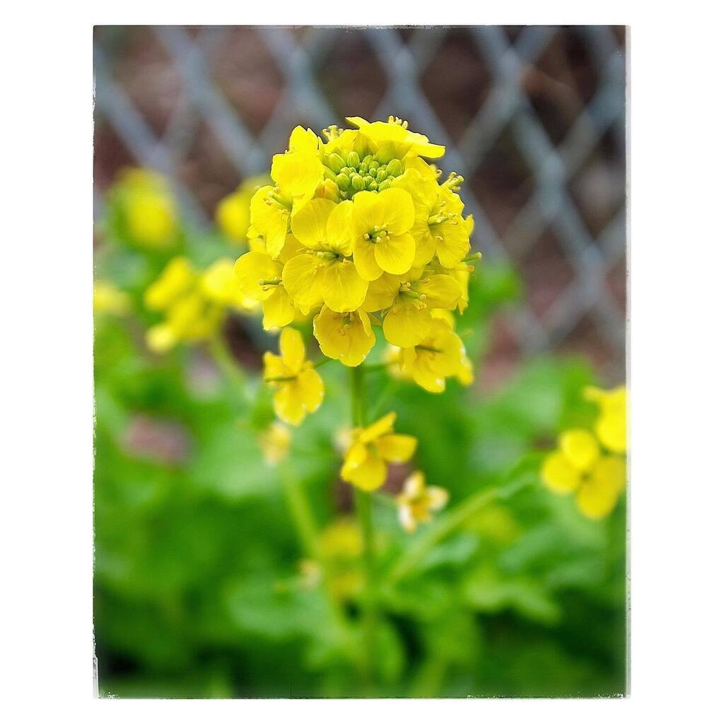 kikutaroid's tweet photo. 記録
#街歩き
#scene
#花 #flower
#植物 #plants
#路傍 #roadside
#fujifilm #finepix #finepixx100 #fujifilmx100 #x100
#fujinon #compactdigitalcamera #comdigi #12megapixels
#trimmed #retouched
#darkroomapp #snapseedapp https://t.co/m88qgHwy0L https://t.co/ljoB0NE54C