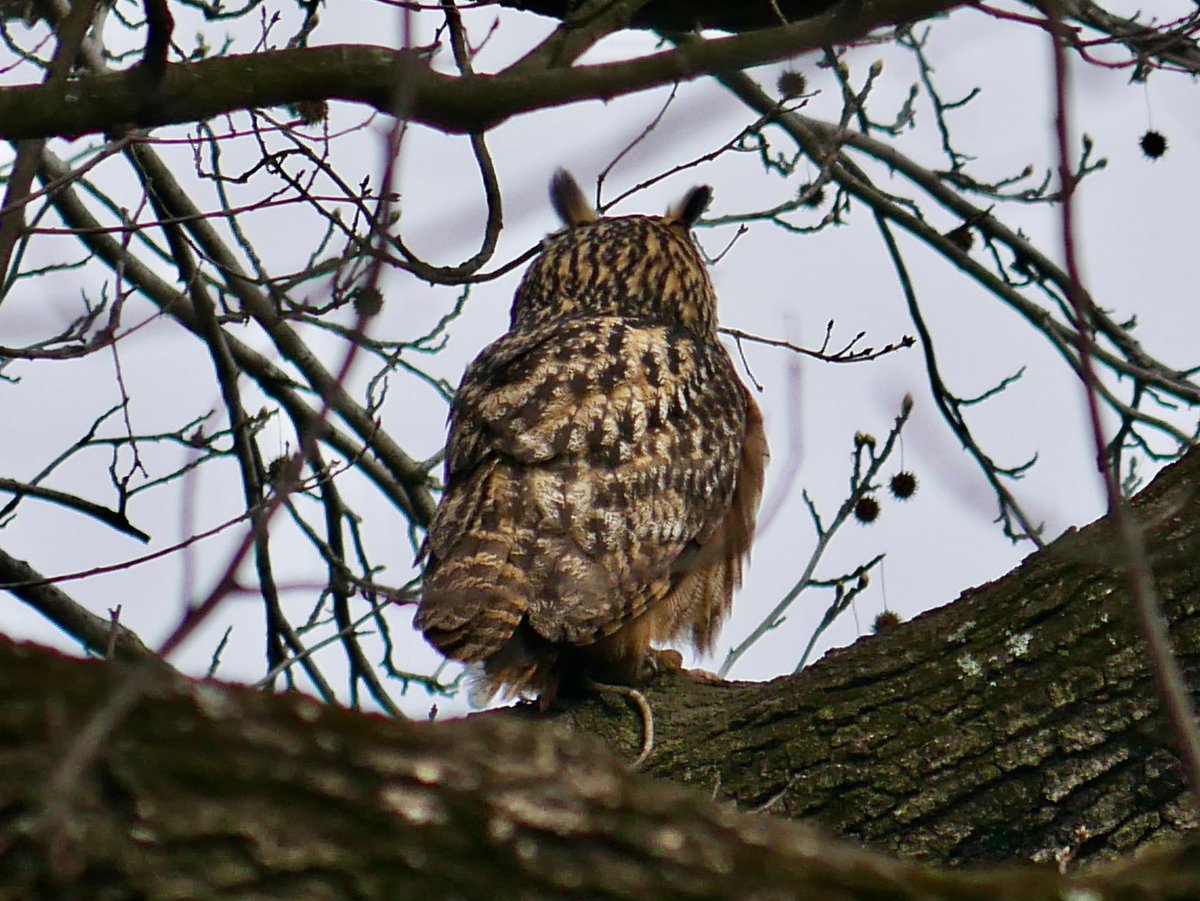 MyKindOfBird's tweet photo. Saw some nice Owls and Hawks today in Central Park - sharing a few of my favorites to inspire people to enjoy the fresh air and go birding 👍

#birdcpp #centralParkBirding https://t.co/gwfehIJwcE