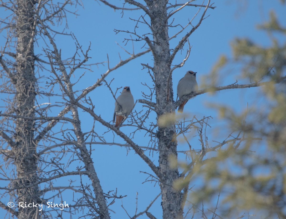 ricky703ca's tweet image. This has been the winter of Bohemian waxwings #TwoToTango #IndiAves @IndiAves