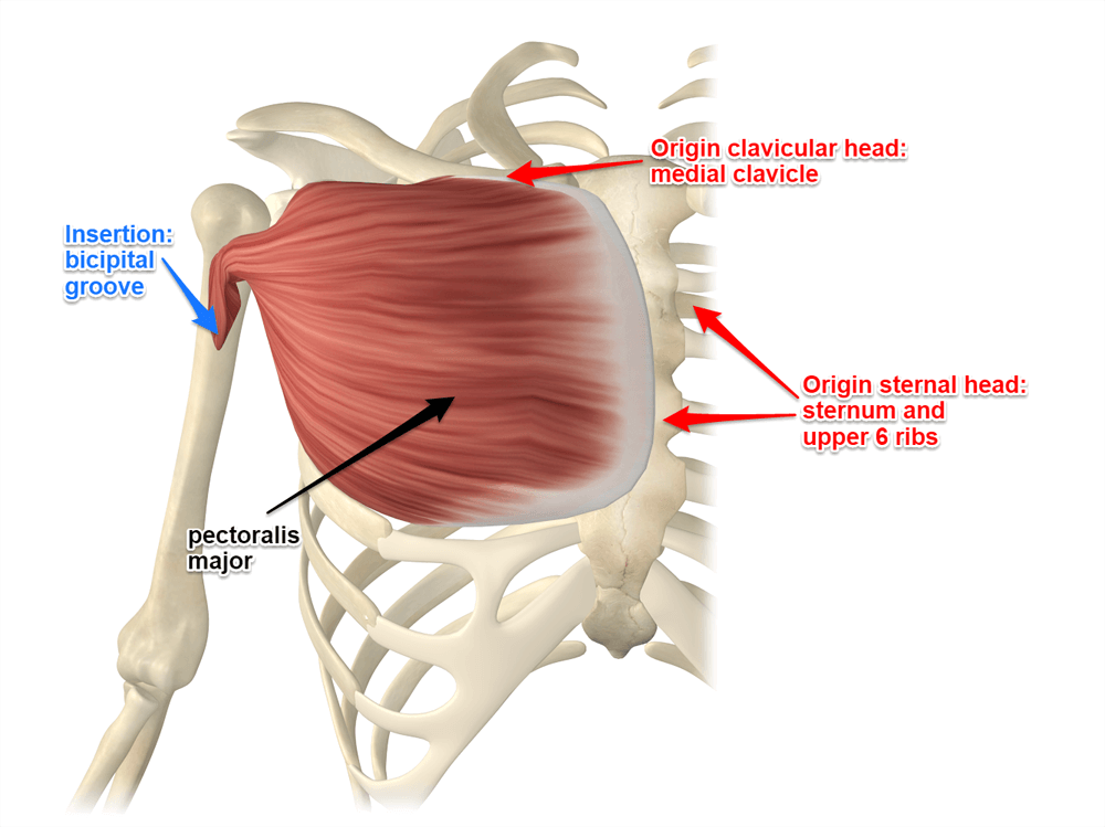 drdozellodc's tweet photo. Two Minutes of Anatomy: Pectoralis Major
Dr Donald A Ozello DC
#pecmusclestrain #pecmajorstrain #pectoralismajor #chestmuscles
#pecmajor #pecmajorpain #pectoralismajormuscle #anatomy #anatomyandphysiology #vegas #chiropractor #chiropractic #sportsmedicine https://t.co/lY9VPQWChg https://t.co/Ry7NNiuJG5