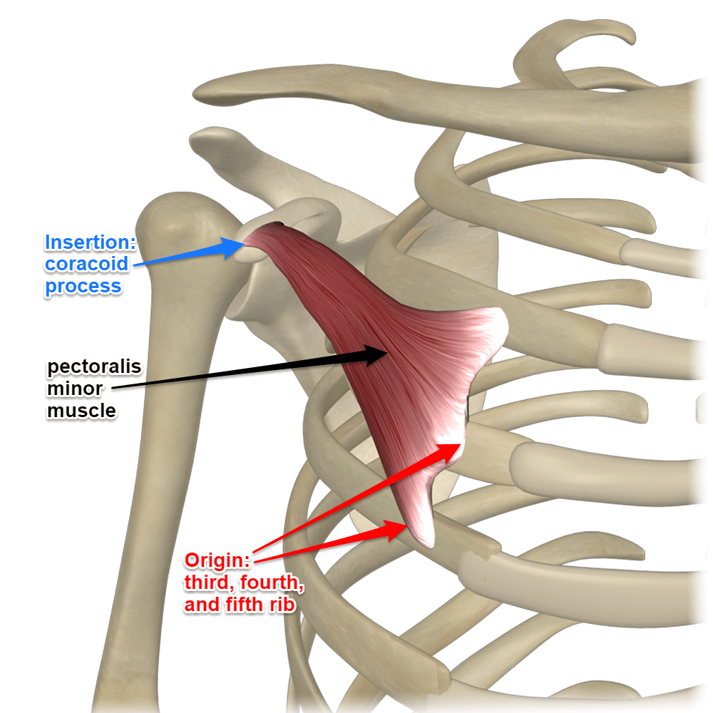 drdozellodc's tweet photo. Two Minutes of Anatomy: Pectoralis Minor
Dr Donald A Ozello DC
#pectoralisminorinsertiontendinopathy #pectoralisminor #chestmuscles
#pecminor #pecminorpain #pectoralisminormuscle #anatomy #anatomyandphysiology #chiropractor #chiropractic #sportsmedicine https://t.co/1Q7TdysHSK https://t.co/VNN28oMCex