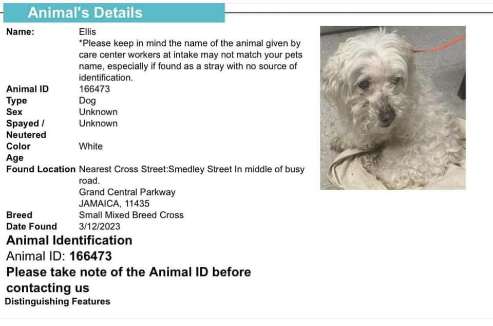 Keith Olbermann's Dogs tweet media