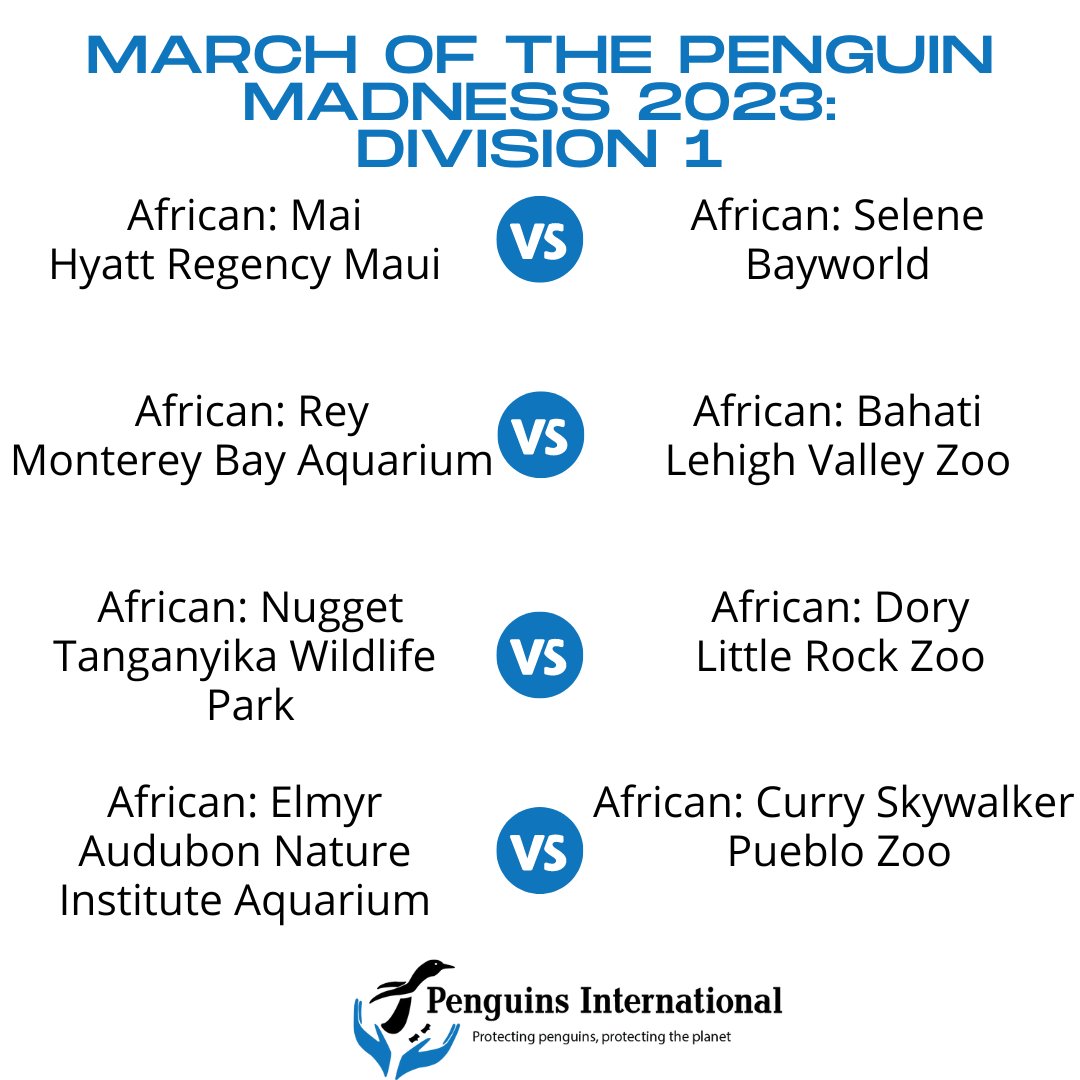 PenguinsIntl's tweet photo. Happy Selection Sunday! Introducing our 2023 #MarchofthePenguinMadness contenders! 32 #penguins, totaling 10 penguin species, represented from 28 zoos and aquariums all around the world! Stay tuned for details on voting. 

Which #penguin will win it all? Comment below! https://t.co/CBkrEXNkwW