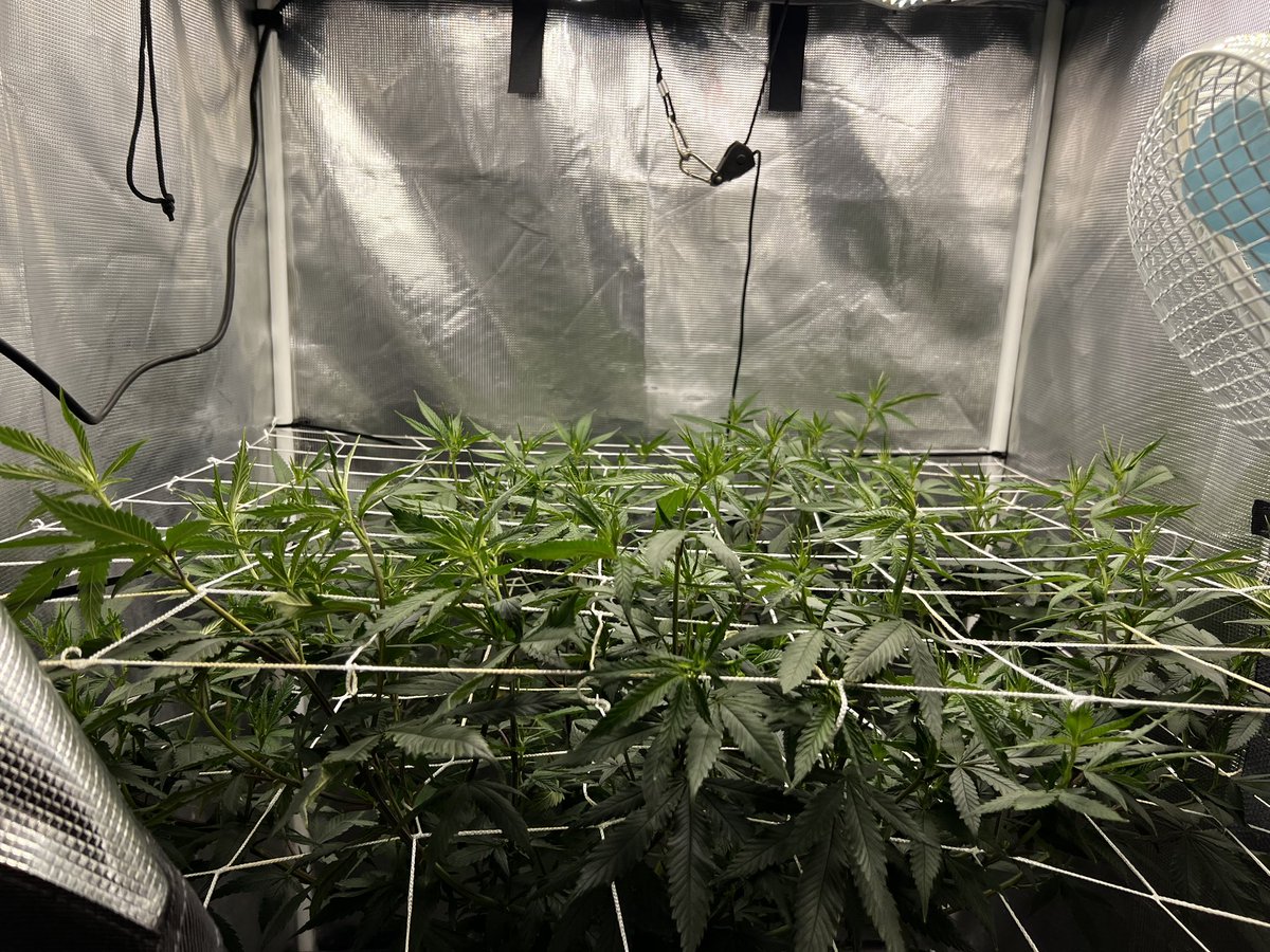 BWinghead's tweet photo. My one Zour Watermelon plant by Ethos Genetics filling up my 3x3 just 5 days from flip already starting to stretch. I may need one more trellis level. 🧐 🌱My first time growing with #Jacks321 and #PowerSI. I’m liking the results so far. 🤘 https://t.co/NL6iveXZAm