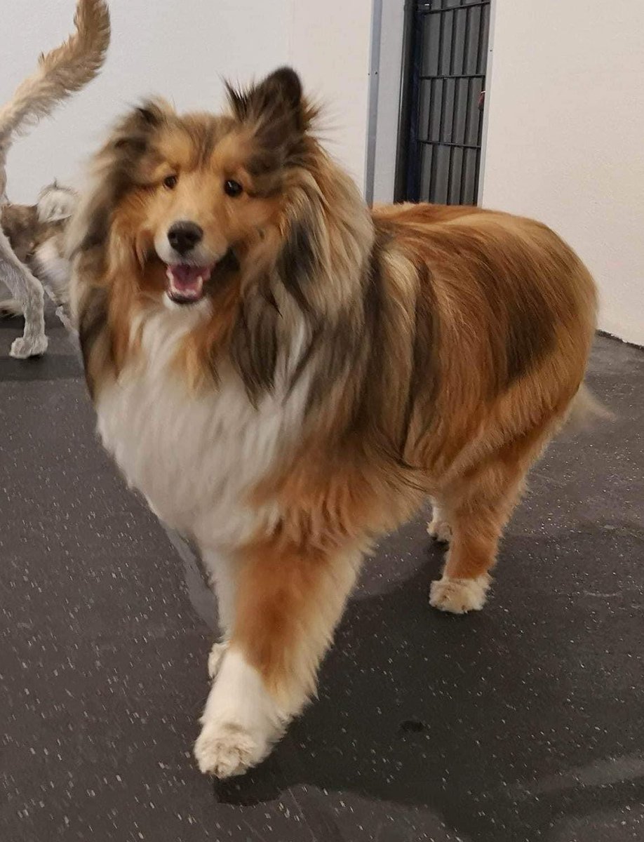 forever_stud3nt's tweet photo. @bunsenbernerbmd My dogs name IS Oscar… he’s the prize 😉 https://t.co/xKxdE1fDCc