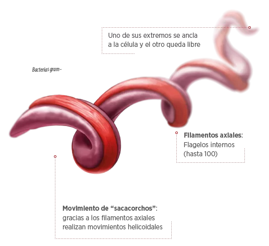 EstebanOrtizMD's tweet photo. ¿Leptospirosis ? ¿Que es esto? otra enfermedad pandémica? una enfermedad peligrosa?
Si no sabes lo básico de la leptospirosis te dejo un #HiloFlash sobre esta enfermedad que hasta la fecha lleva mas de 54 casos confirmados y un fallecido en Ecuador https://t.co/jjzNYP08UV