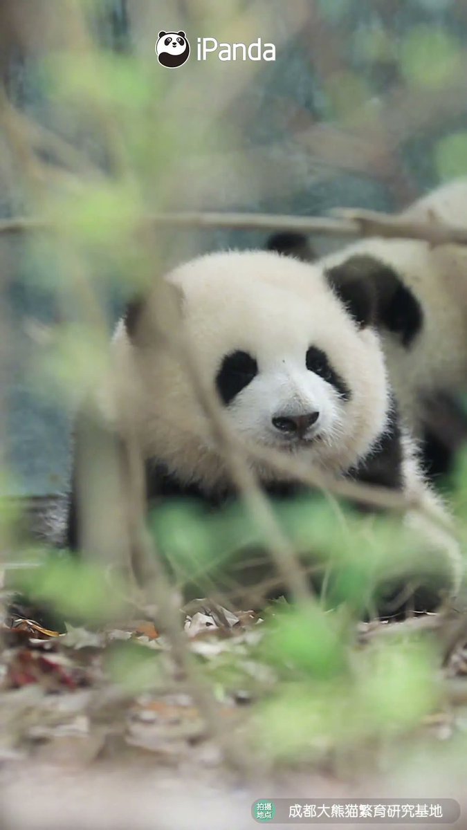 BowerEnola's tweet photo. The Giant Panda Superstar is Hehua,we also called her Huahua. https://t.co/cZVzW6AatN