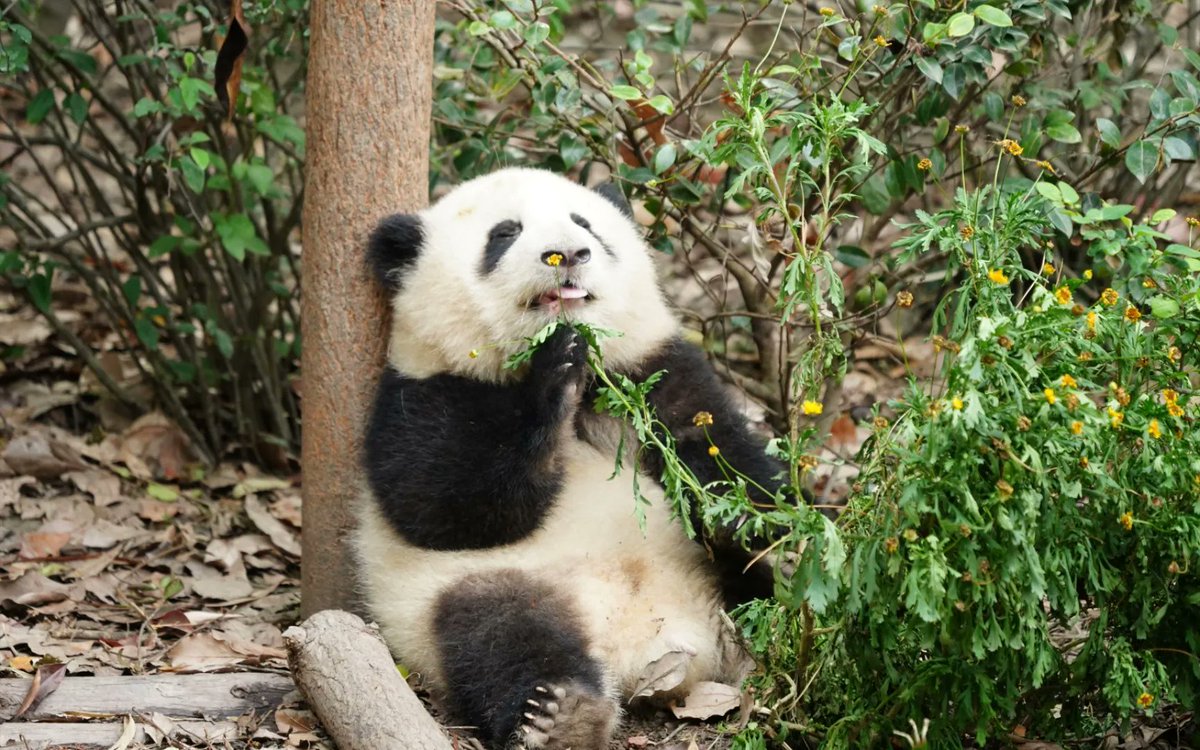 BowerEnola's tweet photo. The Giant Panda Superstar is Hehua,we also called her Huahua. https://t.co/cZVzW6AatN