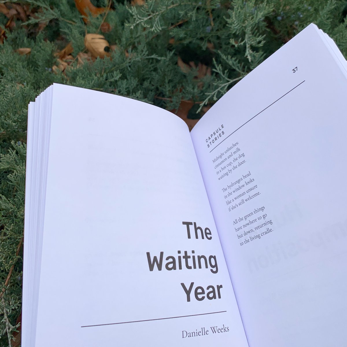 CapsuleStories's tweet photo. Midnight unlatches:
cinnamon and milk
in a hot cup, the dog
waiting by the door.
The hydrangea head
in the window looks
like a woman unsure
if sheโs still welcome.
All the green things
have nowhere to go
but down, returning
to the living cradle.
#poem #danielleweeks #poetry https://t.co/vrA2SKOHAp