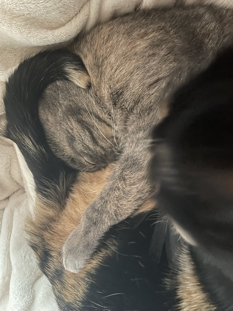 KikisSuper's tweet photo. #Caturday #catlover #BFFs
おけつにお顔をうずめて爆睡て。

#おけつ曜日 https://t.co/2gGnV35eTQ