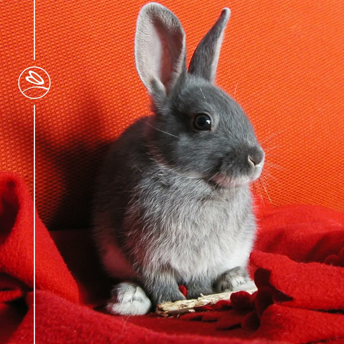ConejosGranja's tweet photo. Estamos de regreso en redes sociales y venimos más fuertes que nunca.

#GranjaLosHermanos 
#conejo 
#CarneDeConejo 
#farming 
#Granja
#rabbit https://t.co/4ed8WQHBwC