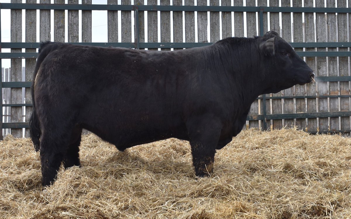 outsetcattleco's tweet photo. Tidal Wave x Alliance super smooth made bull that puts it all together. DOB Jan 15/21 BW 75lb 1460lbs 42cm scrotal. https://t.co/s5v1wSDQLk