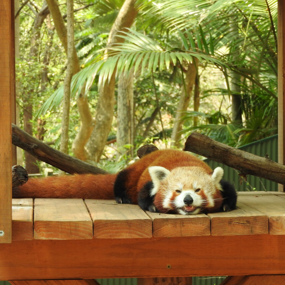 The Eye of Suaron and red panda monitoring! Being watched by observers and cameras changes behaviour. A new <a href="/ecolincnz/">Ecology<a href="/LincolnUniNZ/">Lincoln University</a></a> article! Back from hacked hell and improved. @LincolnUniNZ 
 lincolnecology.org.nz/2023/03/13/i-s…