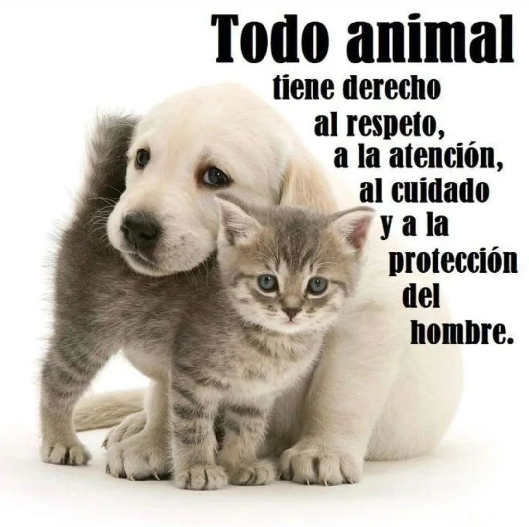 TODO ANIMAL TIENE DERECHO...
#NoAlMaltratoAnimal 
#Vidadigna
#Respeto