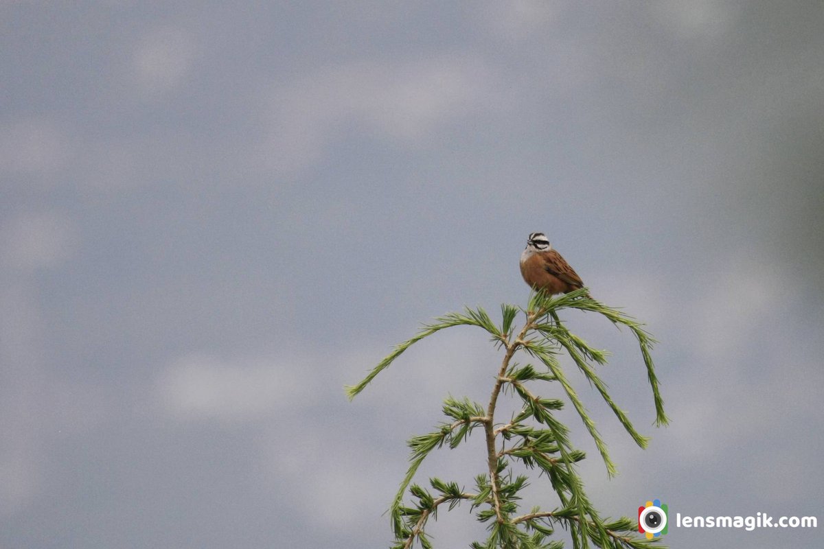 np_photographer's tweet photo. Rock Bunting https://t.co/1z0oHOKClg Birds of India #passerinebird #rockbunting #buntingbird #birdsofmanali #himachalpradeshbirds #birdsofHimalayas #cutebirds #smallbirds #sparrowsizebirds #birdwatchingasia #birdphotography https://t.co/ZrZnUz7E8R