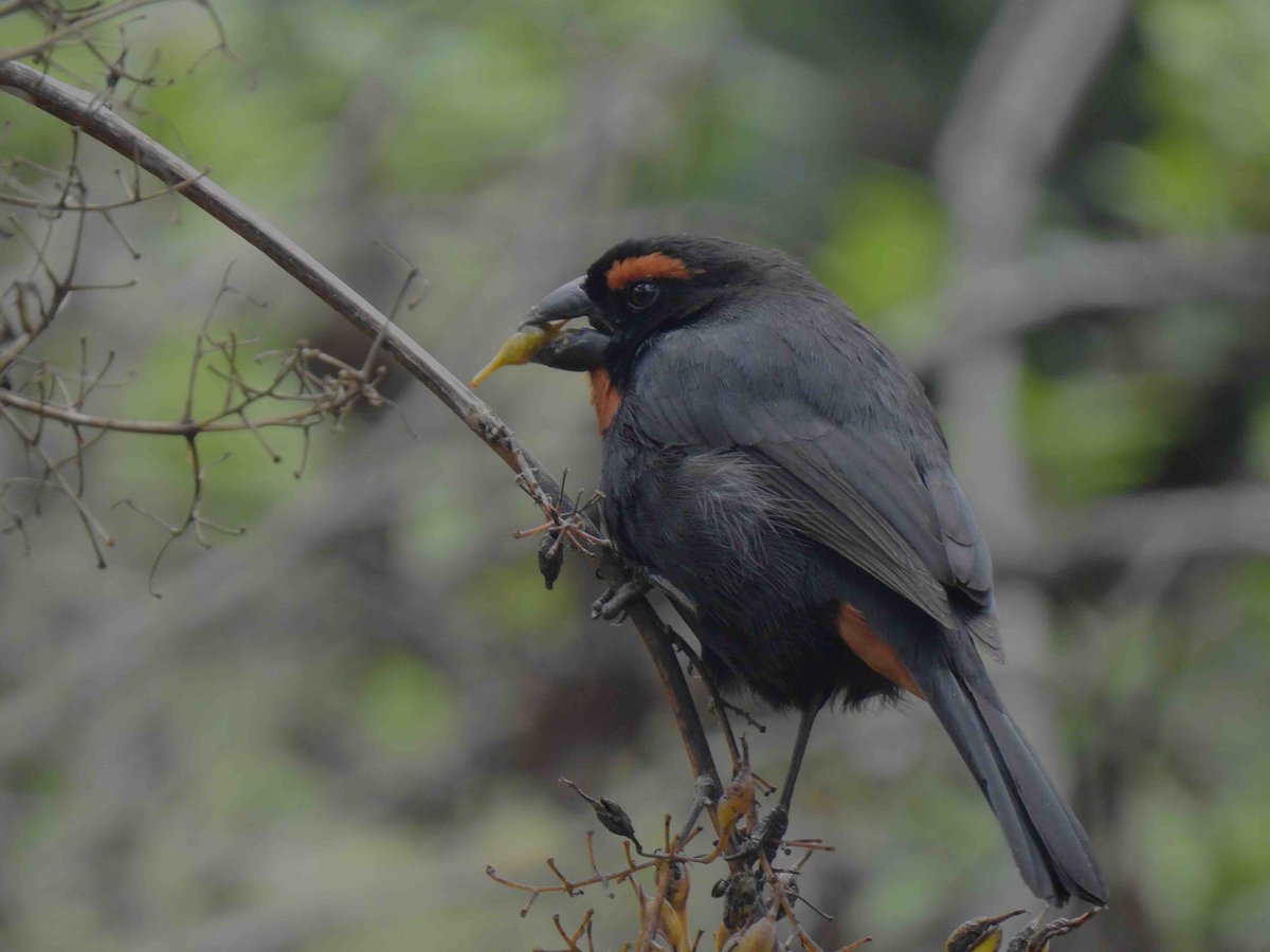 It's not just about trees. It's about trees and people – and birds! The Greater Antillean Bullfinch (caught by the camera by Board Member Jim Goetz) is one of the birds in the region where CODEP folks plant trees.