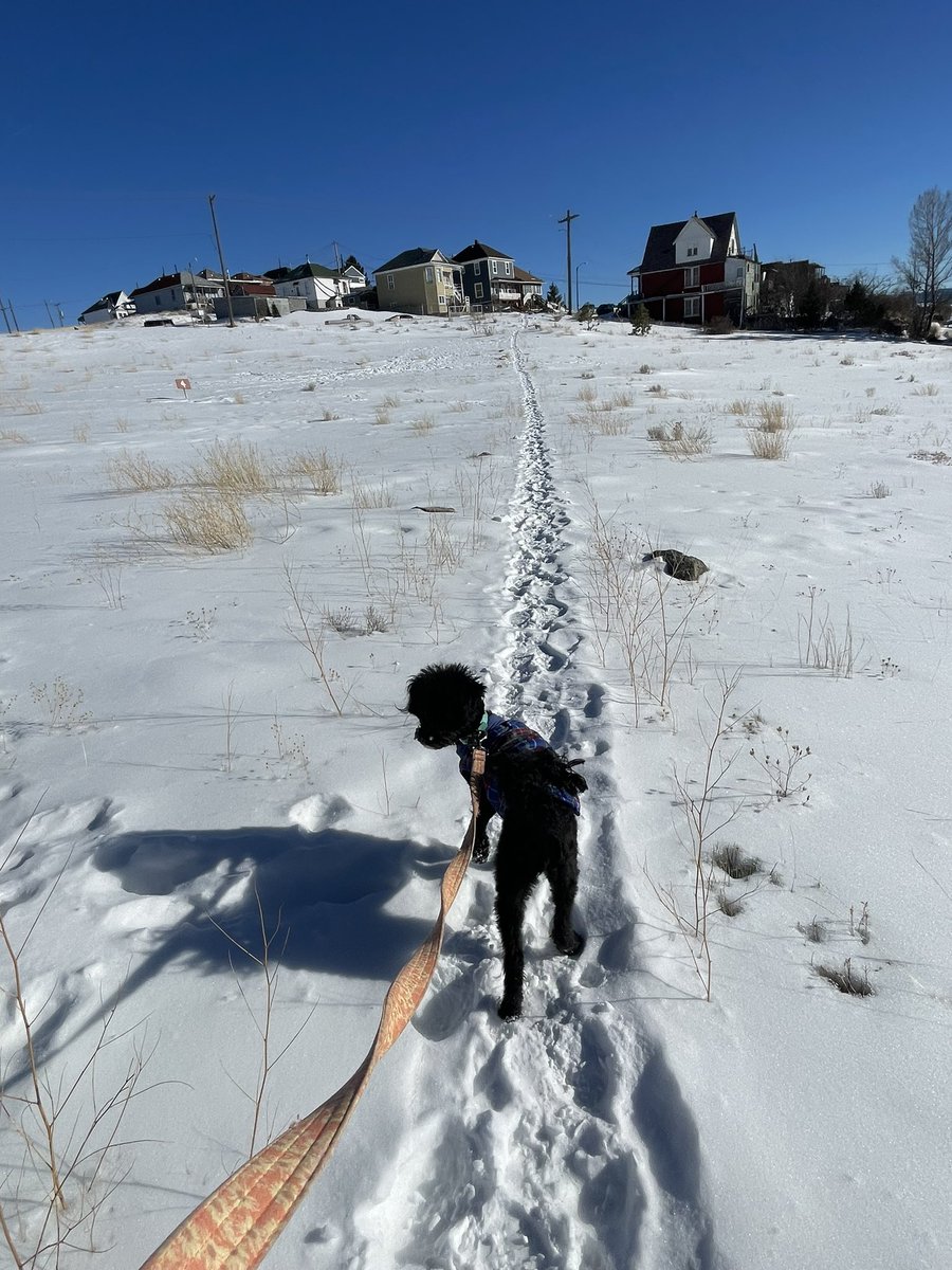 mfotojnrlst's tweet image. I see you spring #butteamerica #walkingtrail #chipoo