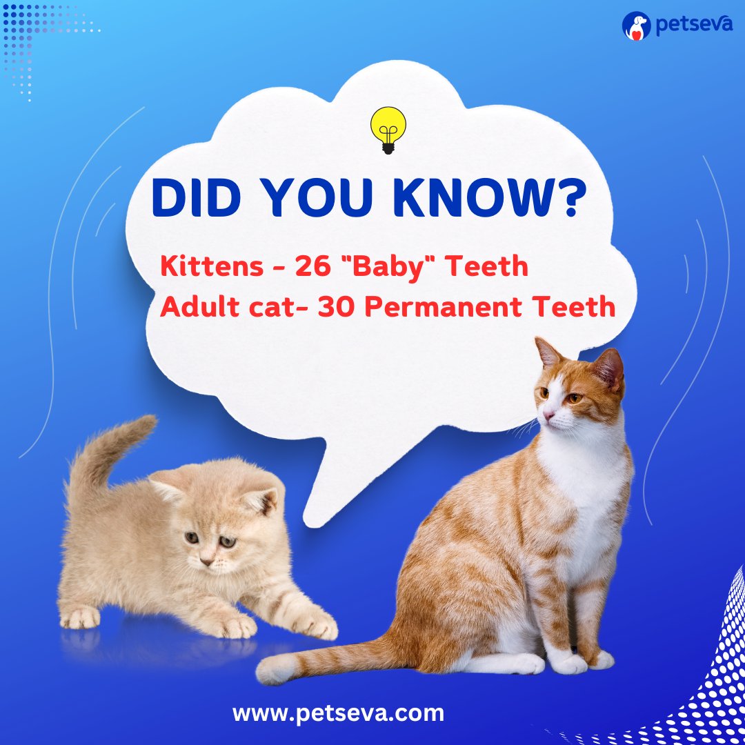 pet_seva's tweet photo. Do you know..? kittens have 26 deciduous or “baby”teeth, adult cats they have 30 permanent teeth.
#veterinaryclinicnearme #veterinary #animalclinicnearme #ayurvedicpetdoctor #pe #petseva #petcare #Veterinarian #Vet #Pet #vetnearme #petclinicsnearme #petclinic https://t.co/BCqThNHKOm