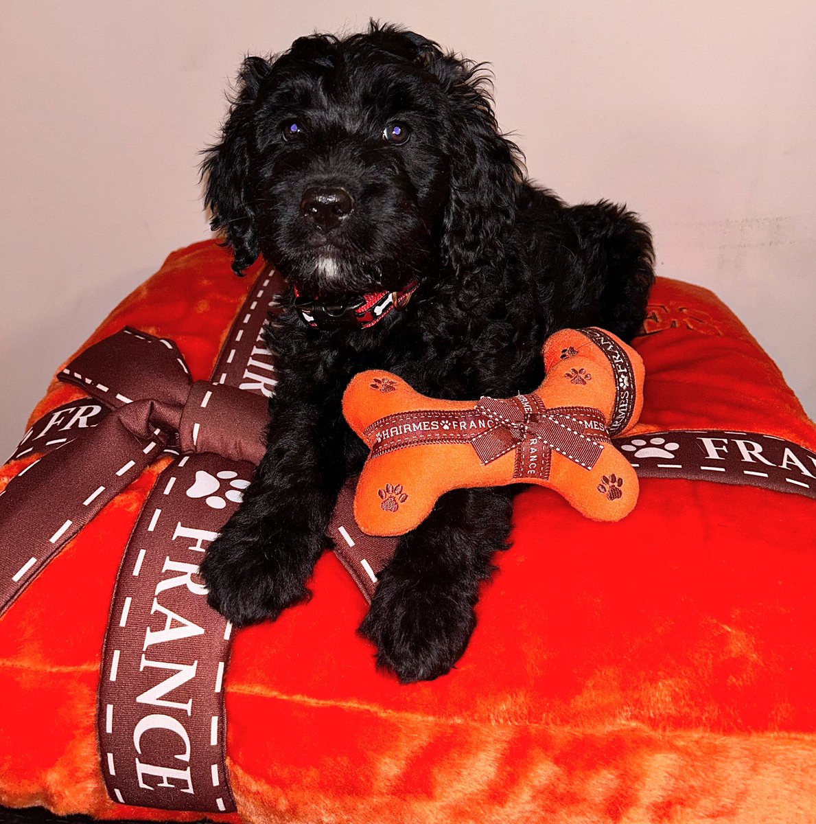 CallHerDianax's tweet image. my baby Taco 🌮 🤍 #FirstDayHome