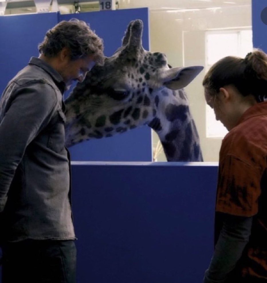 PortalTLOU's tweet photo. 🚨 INCRÍVEL! Pedro e Bella filmaram com GIRAFA DE VERDADE a cena do 9º episódio de #TheLastOfUs 🦒

HBO é HBO https://t.co/O88ZgKGsD4