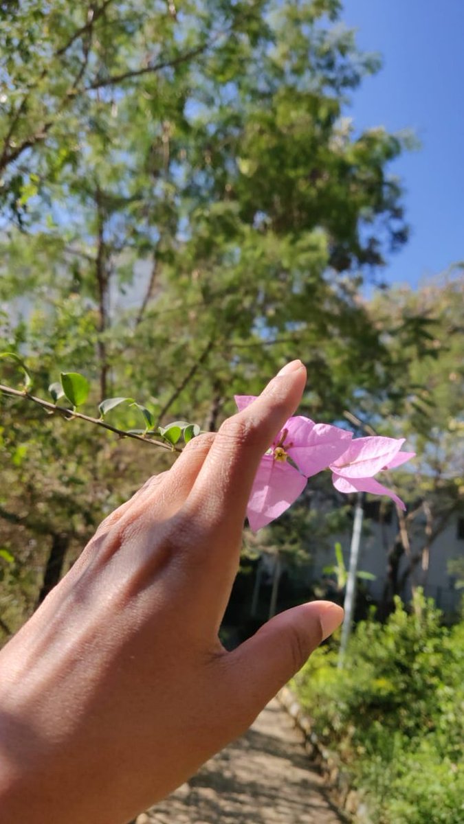 nireekshahaha's tweet photo. #Gardencity is waiting  to call it #Springinfullbloom https://t.co/QfFmNNsDMq