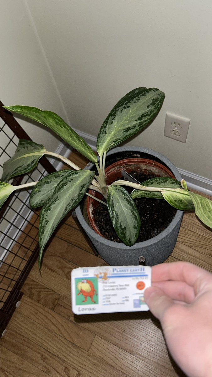 austin_stormoen's tweet photo. As we learned from the land unit this plant and many other plants need fertilizer and water and other things to give it the nutrients it needs to thrive #apesland @franklinlorax https://t.co/7ty6xiaZZz
