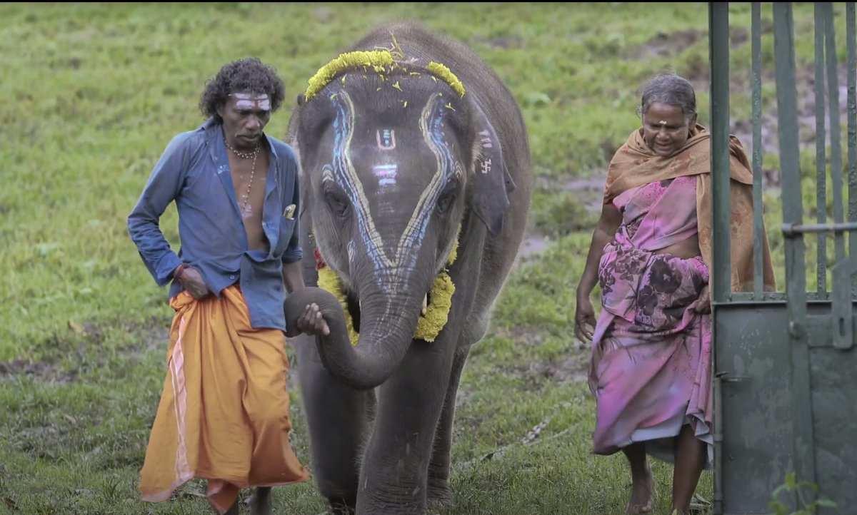 From Mudumalai Reserve to Los Angeles, the heartwarming story of Raghu and Ammu and their dear caregivers. #TheElephantWhisperers won #Oscars95 for the Best Documentary Short Film ! Congratulations #India.