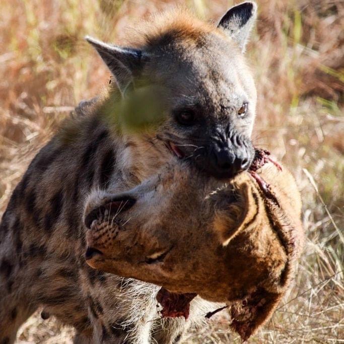 Wildlife RAW on Twitter: "Although hyenas are often seen as scavengers
