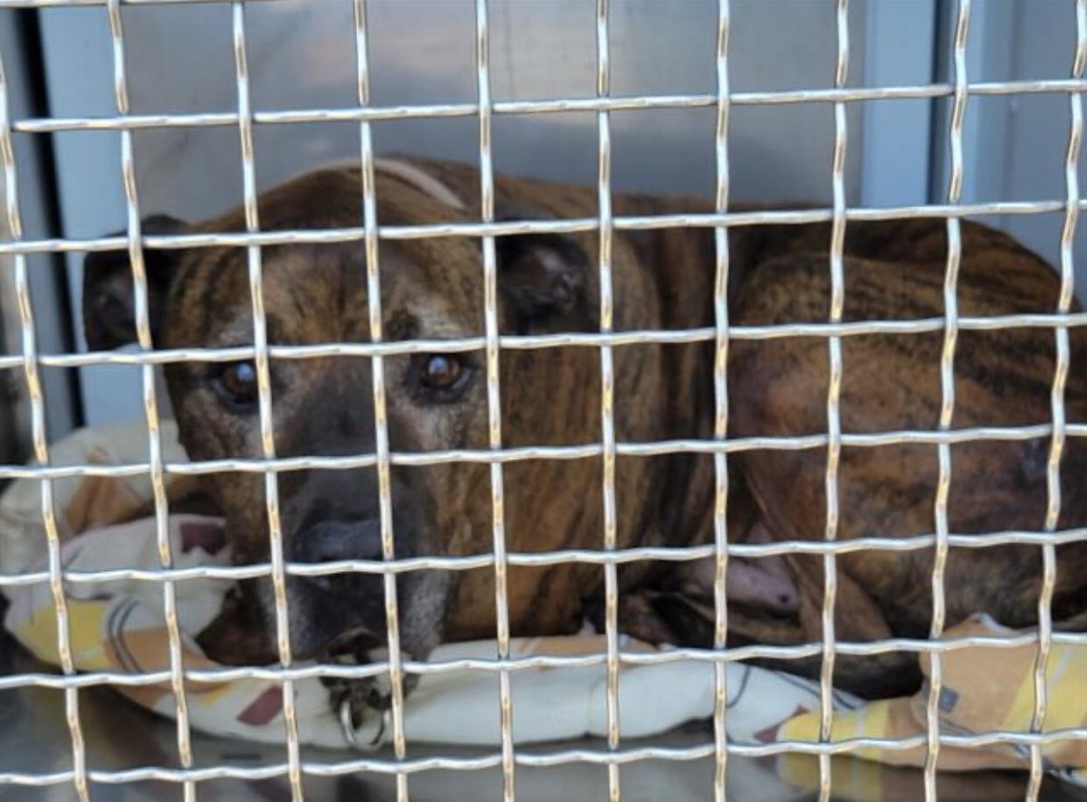 Iza_2021's tweet photo. 🚨#seniordog🚨

Meet beautiful Bison #A1557285 gorgeous brindle brown pittie waiting for a home at South LA, shelter is full, pls visit and #AdoptDontBuy dm me if you need assistance. 
https://t.co/8sPTIYOvHE

📌#adoption out of state possible through @StacyHopeRescue 

Chesterfield Square/South LA  
1850 W. 60th St. #LosAngeles #CA 90047 
☎️ (888) 452-7381