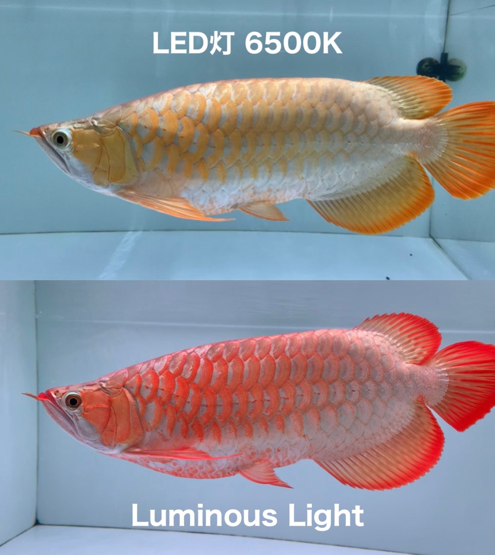 iSuKa_snow's tweet image. 梱包しやすい様に・輸送サイズを少しでも小さくする様に、箱まで自分で考えた上部ライト(ルミナスライト)本日より販売開始致します🔥

ヤフオクにも出品開始↓
auctions.yahoo.co.jp/seller/puella_…

#ルミナスライト
#LuminousLight

※動画は奥行き75cm水槽にルミナスライト2本のみを使用して撮影