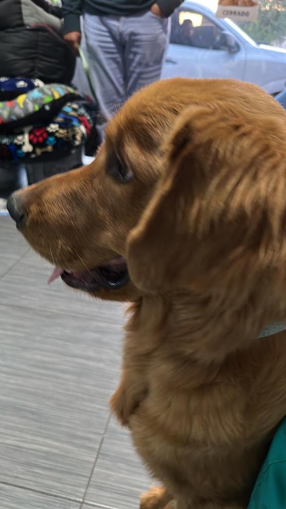 Indiana Jones #Goldenretriver