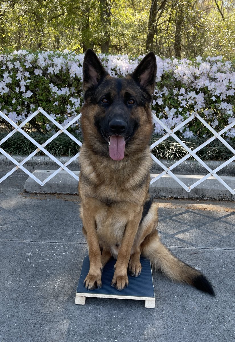 Gunnar_GSD's tweet photo. Haven't been posting much lately, but Dad's been dealing with some health issues. He's good now and we're back training for our next obedience trial in April. I'm just glad to have my Dad back! #dogsoftwitter https://t.co/wmsubkbfVb