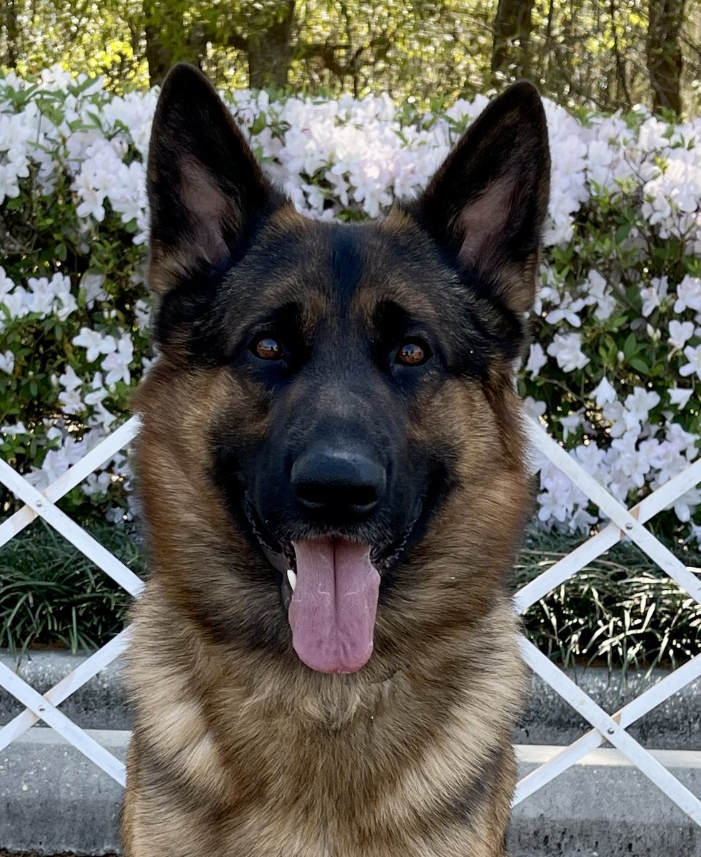 Gunnar_GSD's tweet photo. Haven't been posting much lately, but Dad's been dealing with some health issues. He's good now and we're back training for our next obedience trial in April. I'm just glad to have my Dad back! #dogsoftwitter https://t.co/wmsubkbfVb
