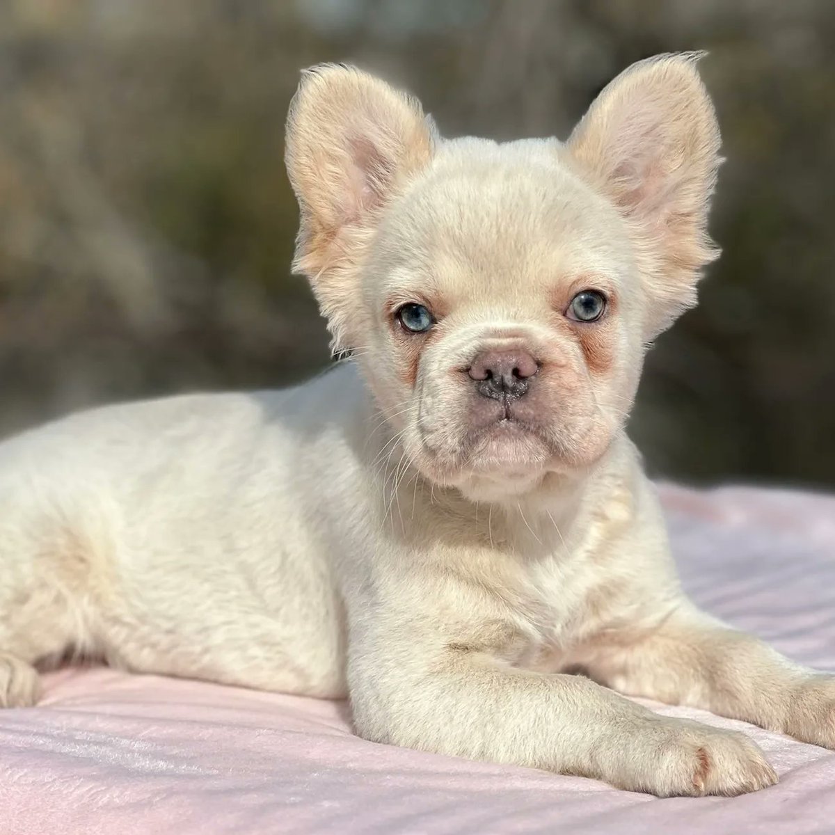 boyymom's tweet photo. Female DOB 12/16

aya Bb dd nco ee nM l1l4

#frenchiesoftwitter #frenchie #frenchies #frenchiepuppy #frenchbulldog #frenchielove  #doglover #puppylove  #adoption #sale  #frenchieforsale #frenchbulldogforsale #TrendingNow https://t.co/8TOqOfa1hU