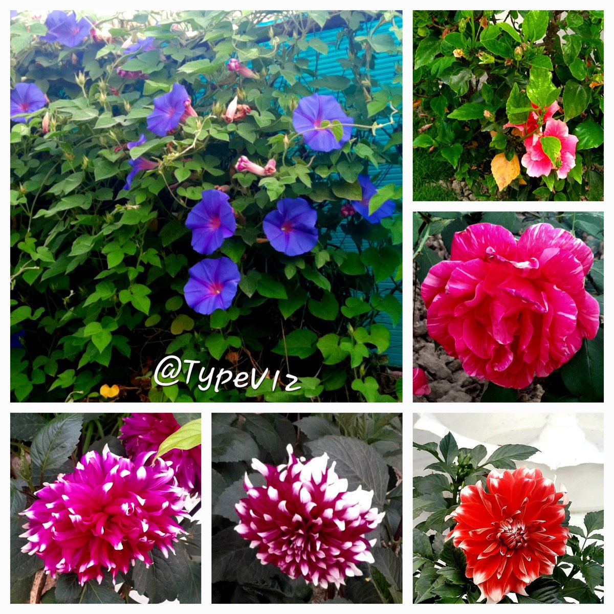 BreastSurgeonGA's tweet image. #Spring is here... crisp pleasant mornings, clean air fragrant with #SpringBloom of our garden... wish it remained so the whole year round. #EnjoyWhileItLasts . Can't thank #MotherNature enough for this blessing 🙏