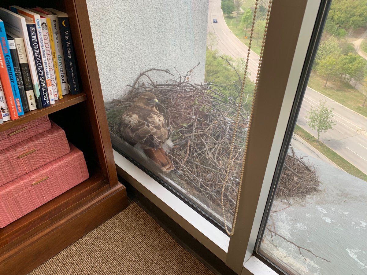 CharlesMreports's tweet photo. Whoa…
Just outside the 8th floor window.
Gorgeous hawk sitting on her nest.
Reports are she’s apparently got two eggs under there.
Familiar sight for some folks in the building but I’m mesmerized! https://t.co/L3U49fzUMv