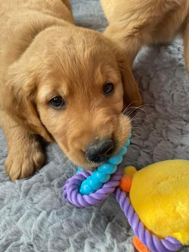 CoachHarmon1320's tweet photo. Welcome these two studs to the family!! Champ and Crosley have already brought us so much happiness!! Two pups at once is crazy but when Champs brothers home fell through we said why not!! So send us good vibes!! 🤣 #BrosForLife https://t.co/RdZgmSiCGg
