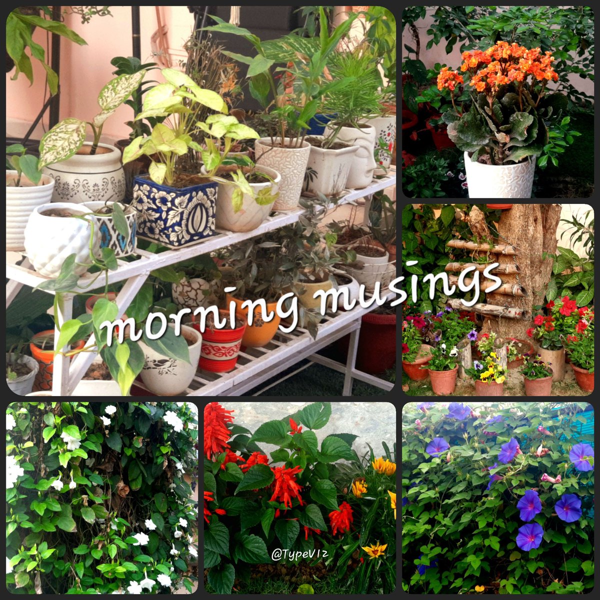 BreastSurgeonGA's tweet image. #Spring is here... crisp pleasant mornings, clean air fragrant with #SpringBloom of our garden... wish it remained so the whole year round. #EnjoyWhileItLasts . Can't thank #MotherNature enough for this blessing 🙏